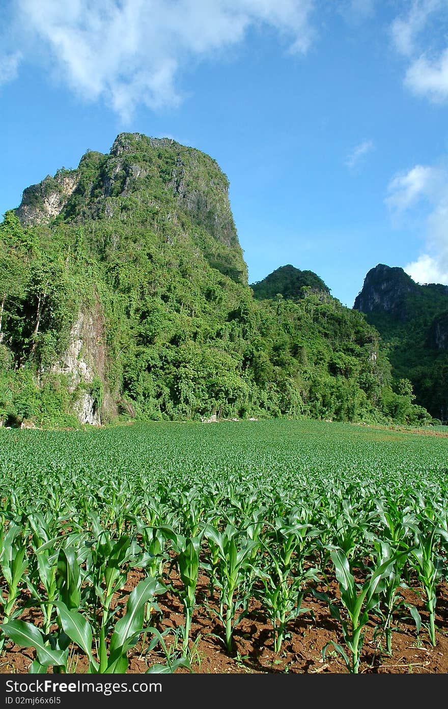 Crop Field