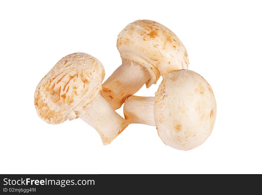 Three champignons isolated on white background.