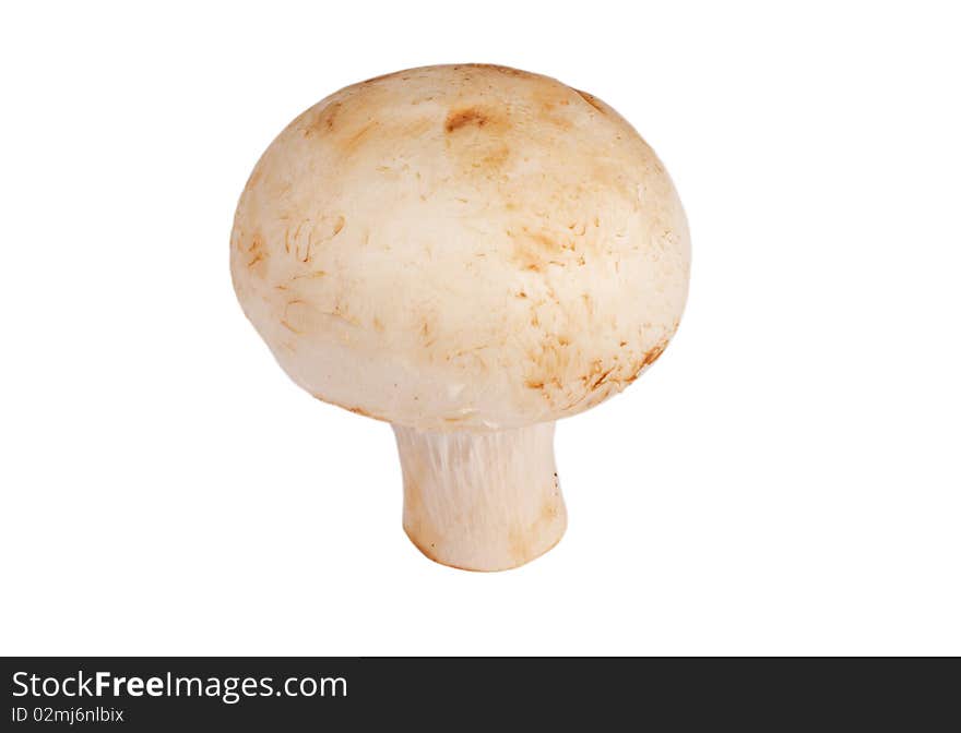 Single champignon