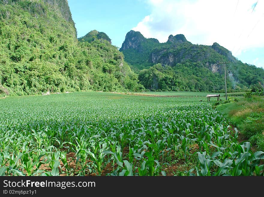 Crop field in northern thailand