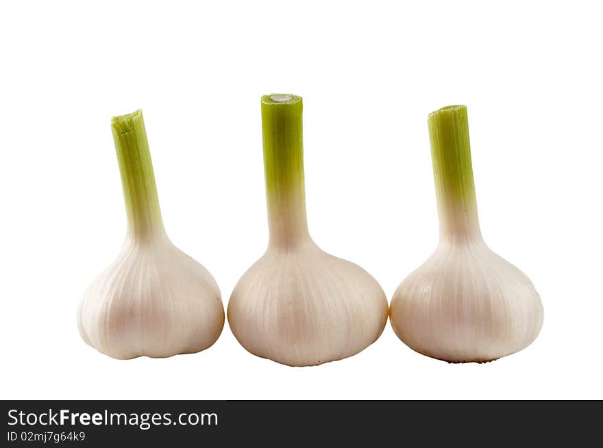 Garlic