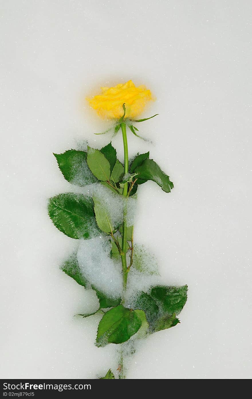 Yellow rose on the background of white foam. Yellow rose on the background of white foam