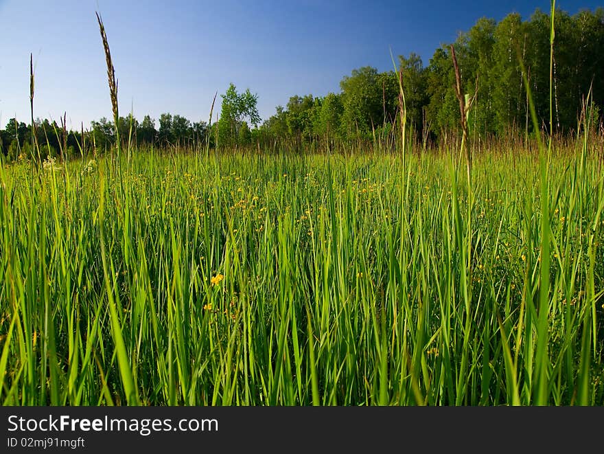 Green grass on a meadow. close-up