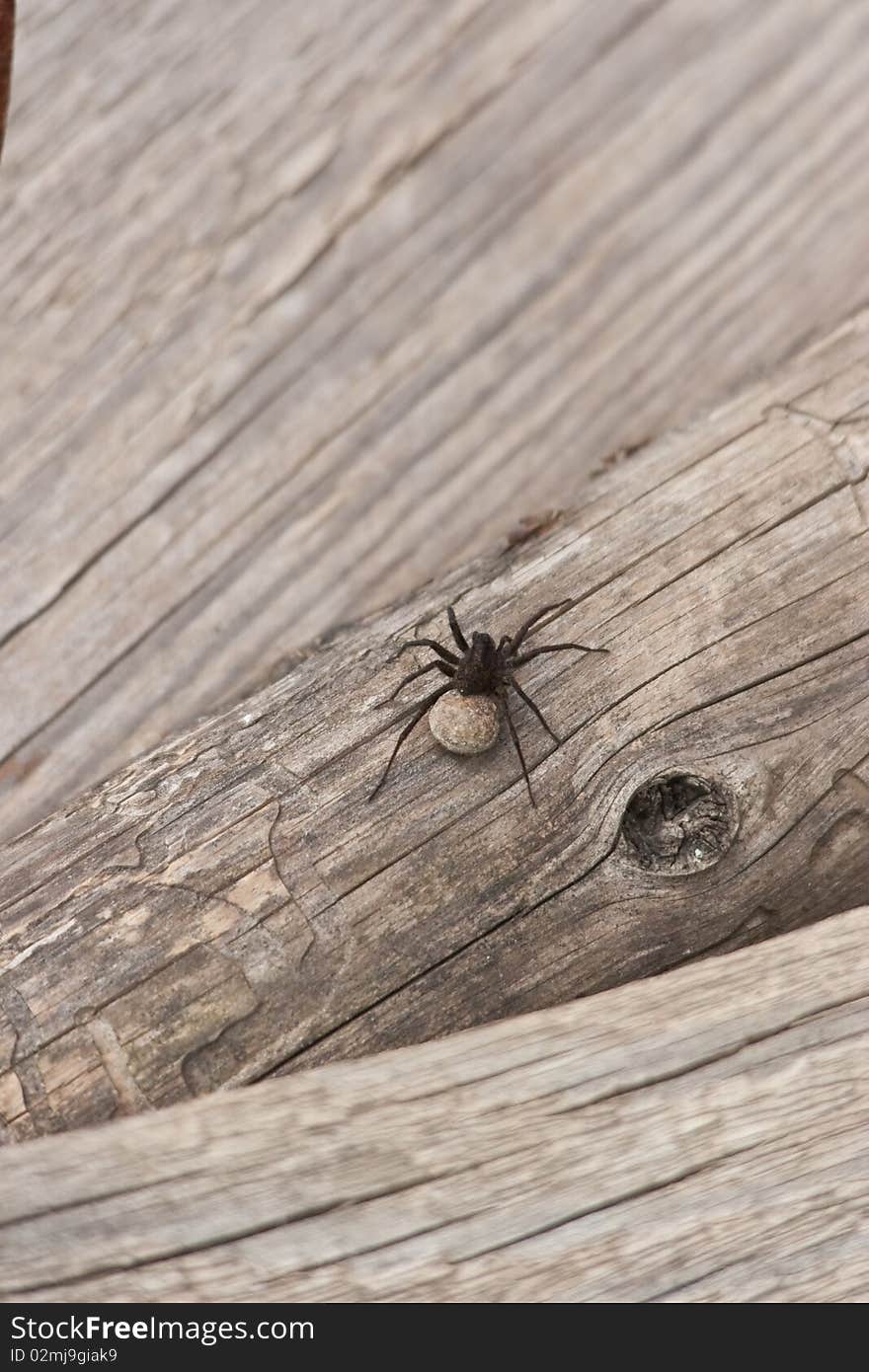 The spider climbed up on a log, very interesting to look printed picture in a frame.