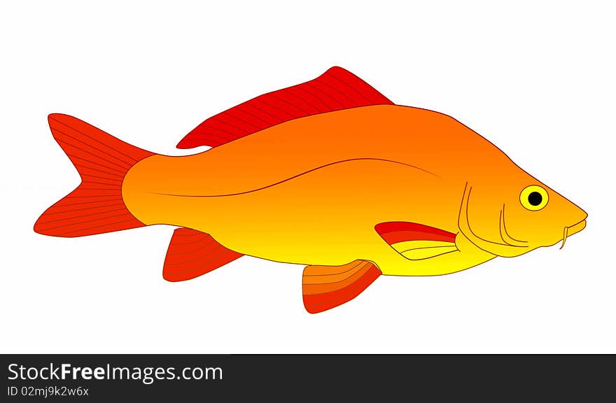 Bright and colorful, beautiful carp