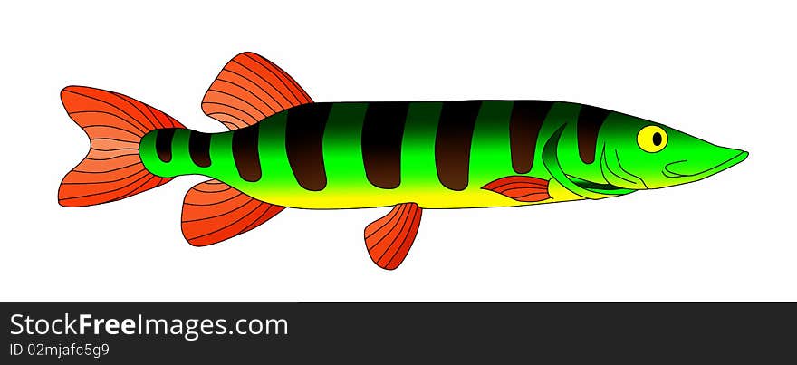 Bright and colorful beautiful predatory pike