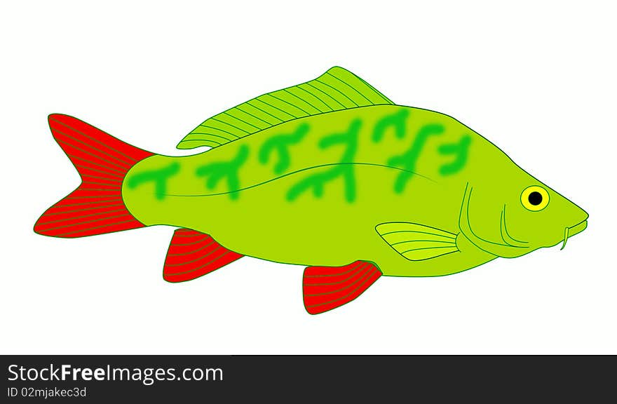 Bright and colorful, beautiful carp