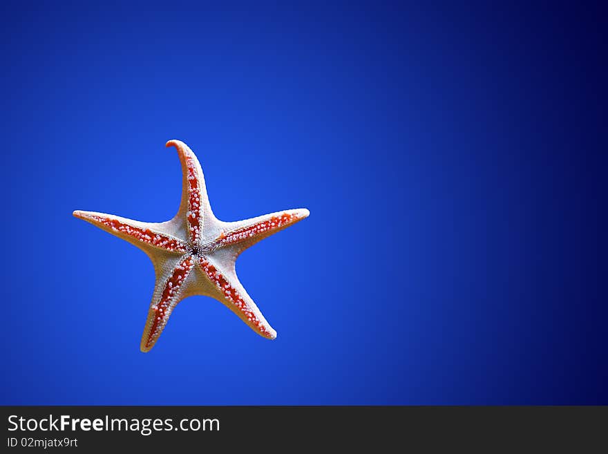 Starfish isolated on blue water background. Starfish isolated on blue water background