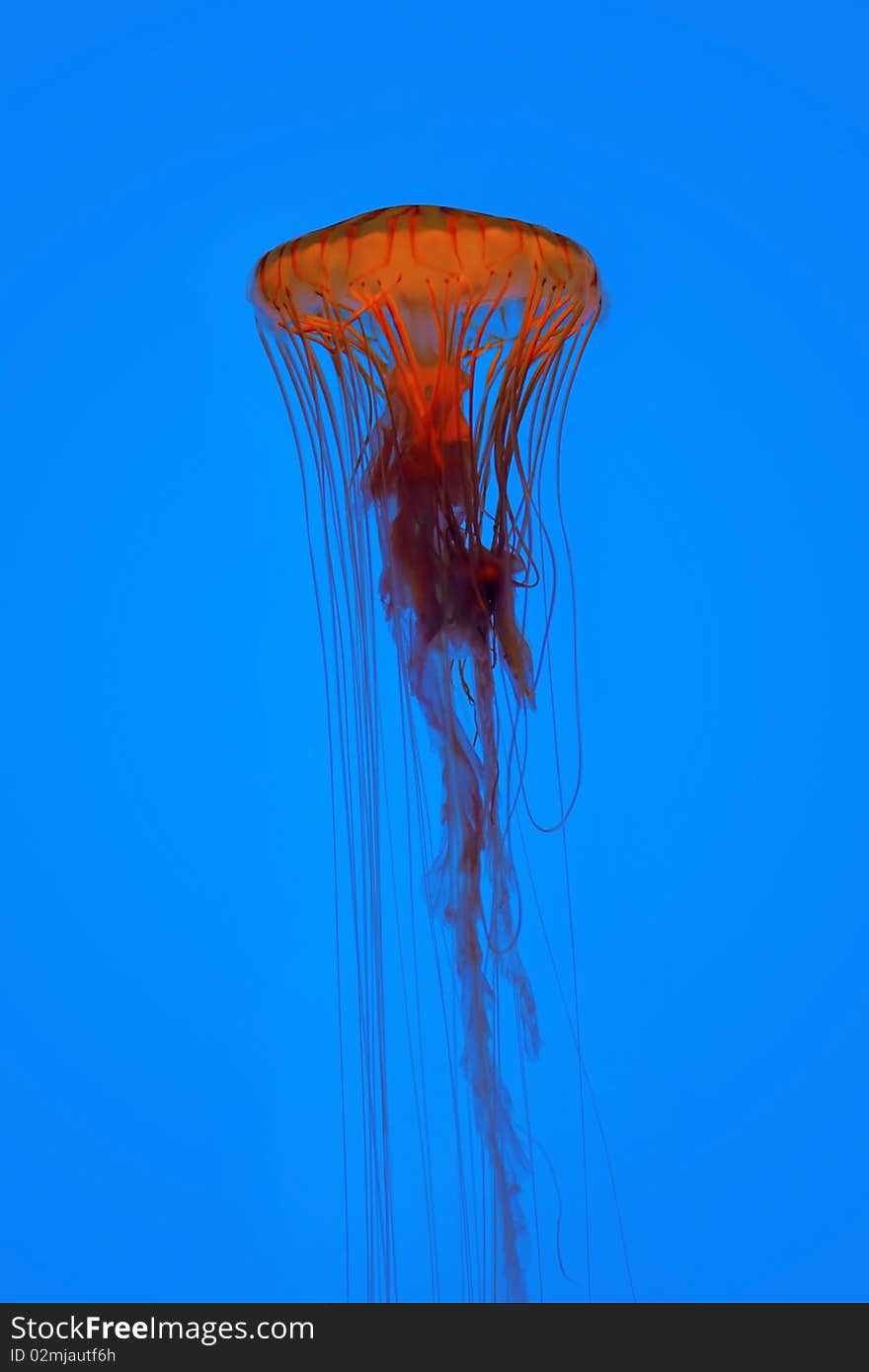 Jellyfish isolated on blue water background