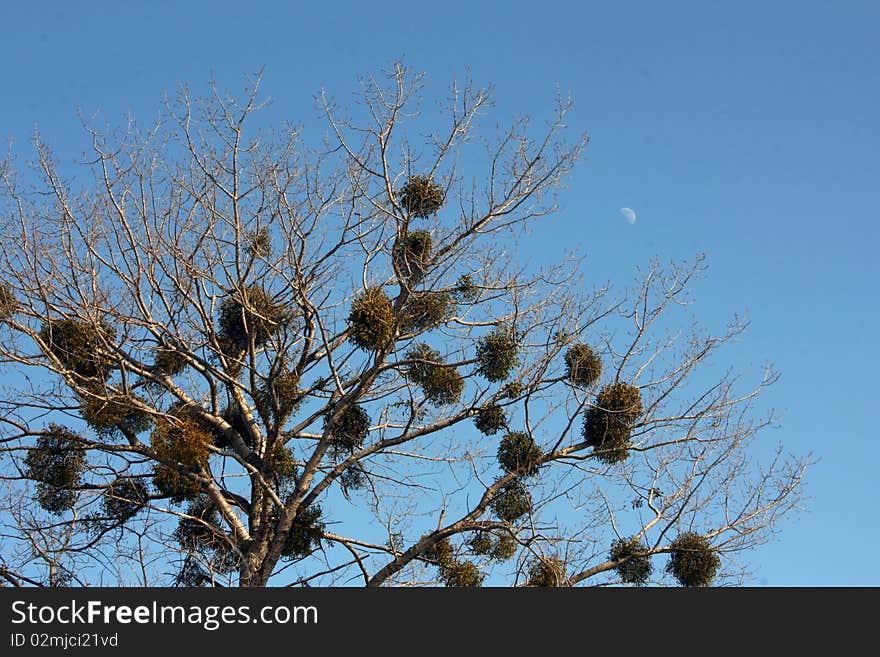 Tree And Moon