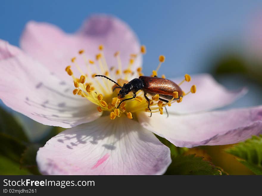 Depredator Bug Eating A Petal