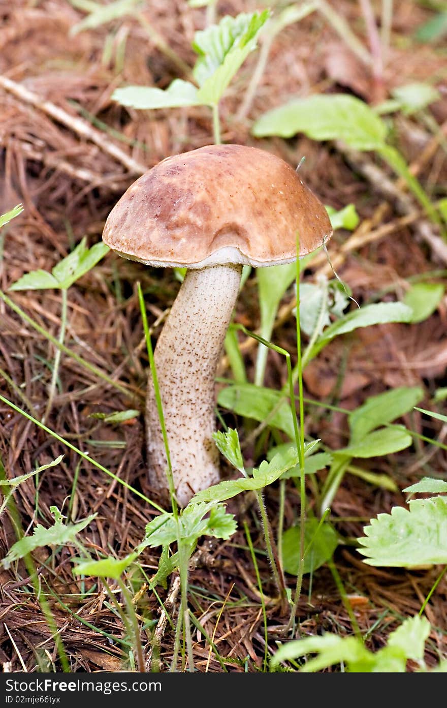 Birch mushroom in wood close up