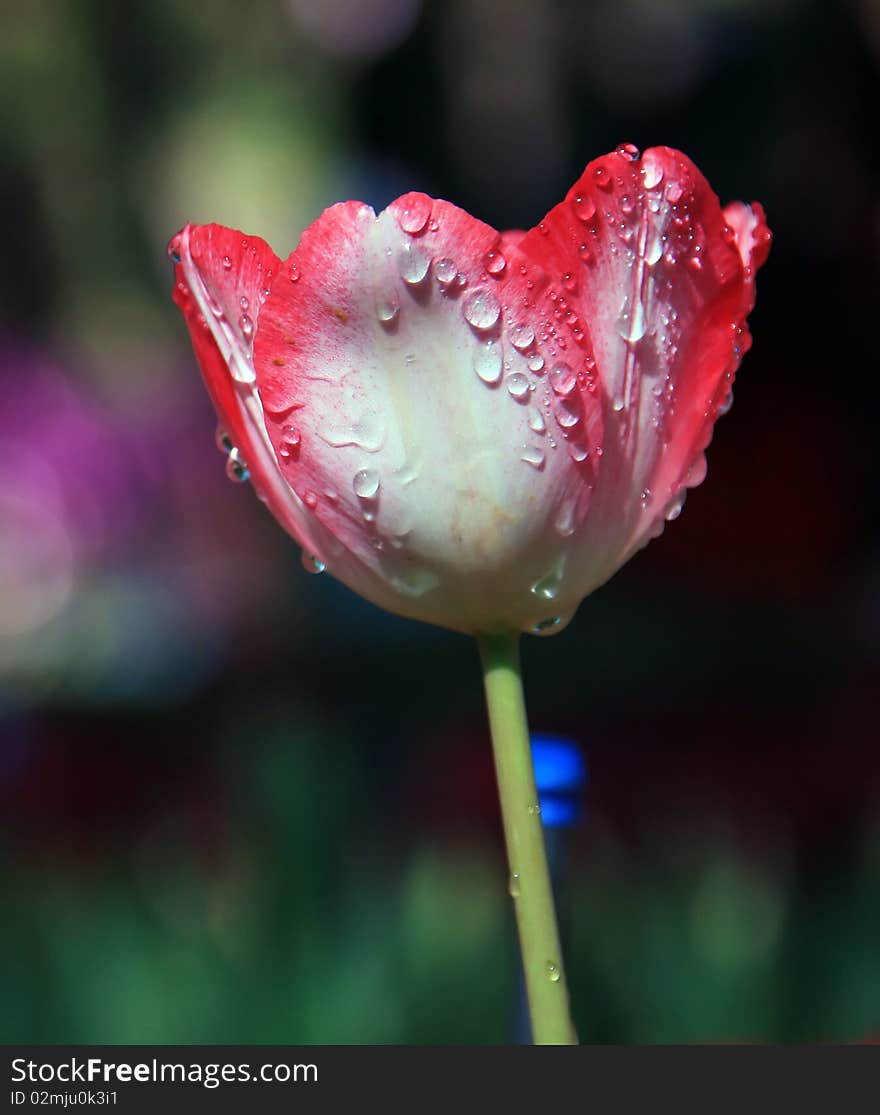 White Red and Pink Tulip. White Red and Pink Tulip