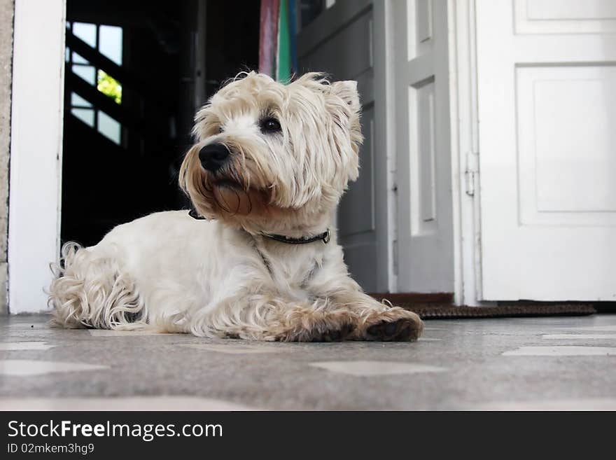 Small puppy paying attention