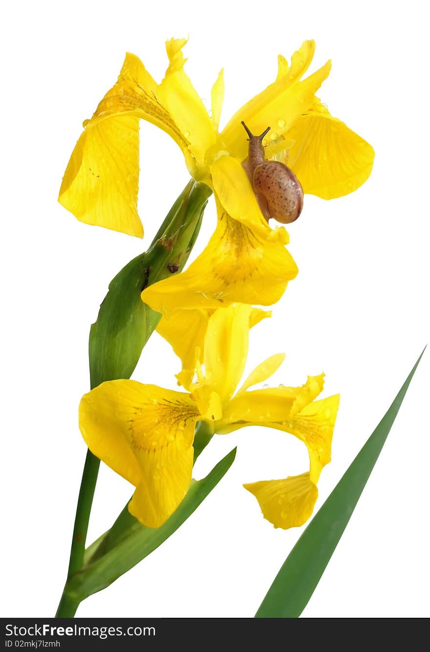 Yellow iris and a snail