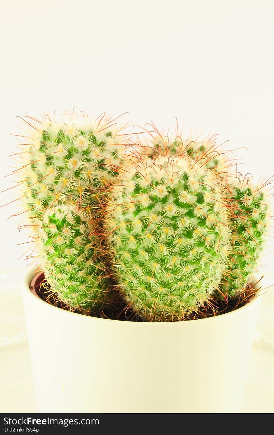 Closeup of an isolated cactus