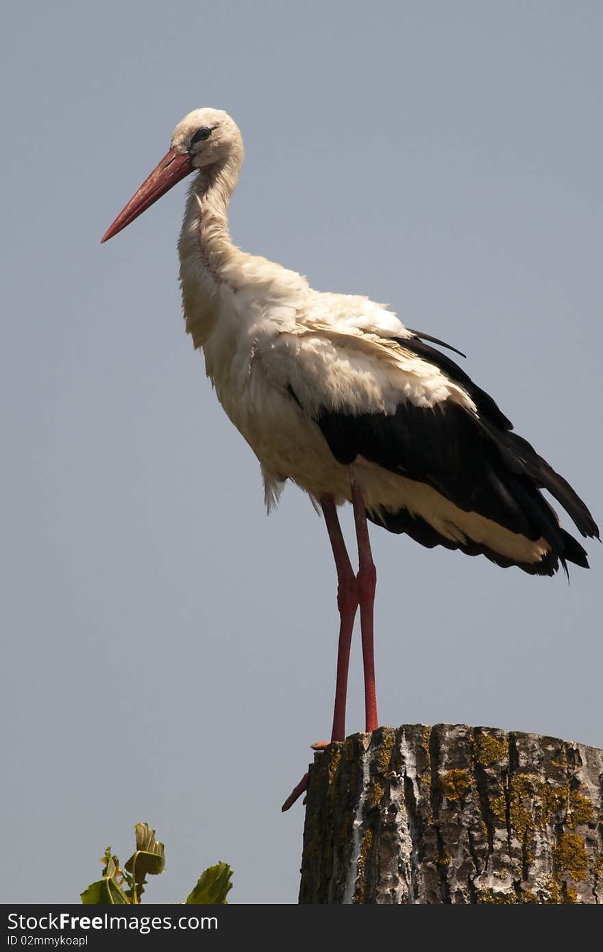 White Stork on a log