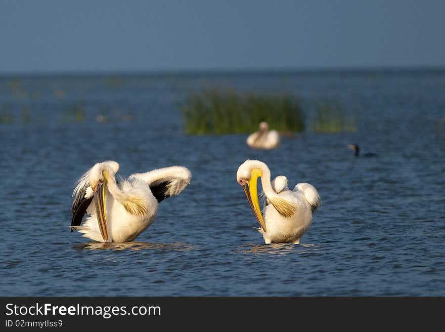 Pair of Great White Pelicans preening