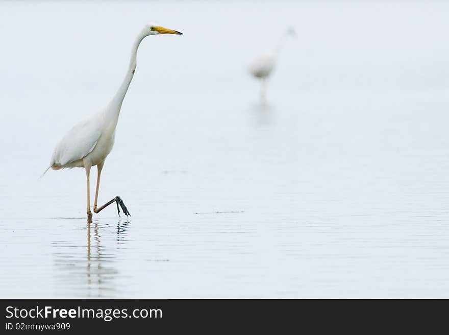 Great White Egret in mist