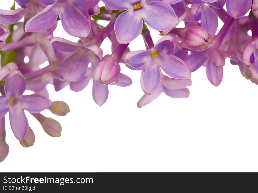 Lilac flowers isolated on white background. Lilac flowers isolated on white background