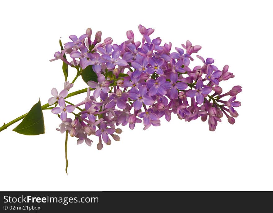 Isolated lilac branch