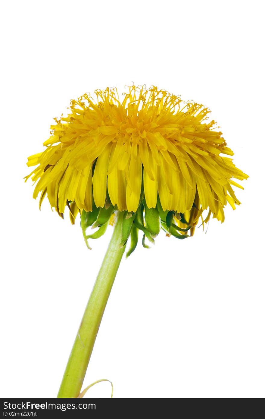 Yellow bright dandelion on white background. Yellow bright dandelion on white background