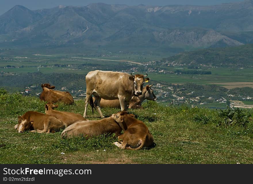 Cows grazing on a hill in Albania