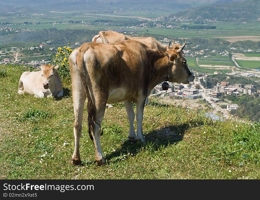 Cows grazing on a hill in Albania