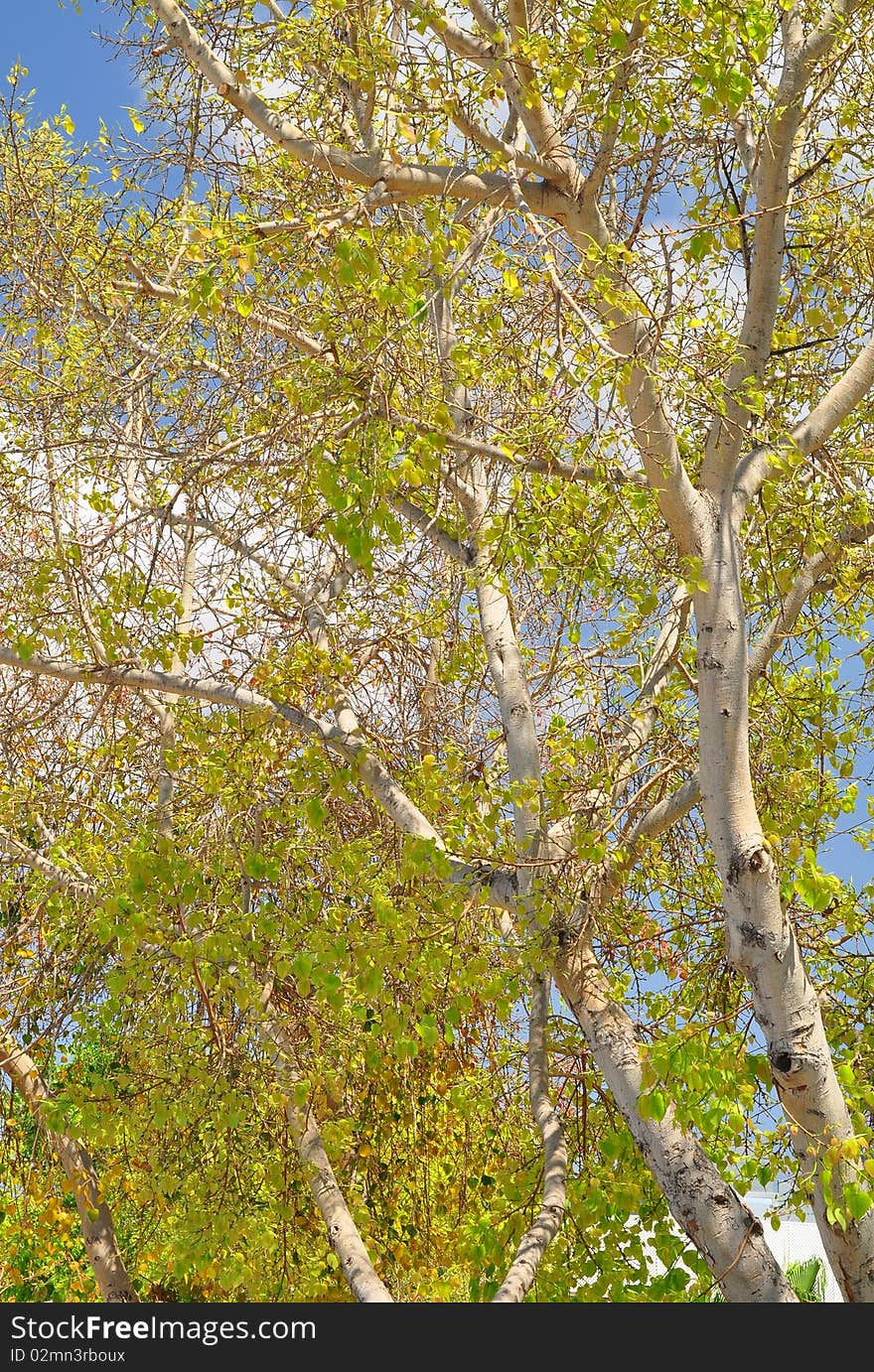 Some trees in a city park. Some trees in a city park.