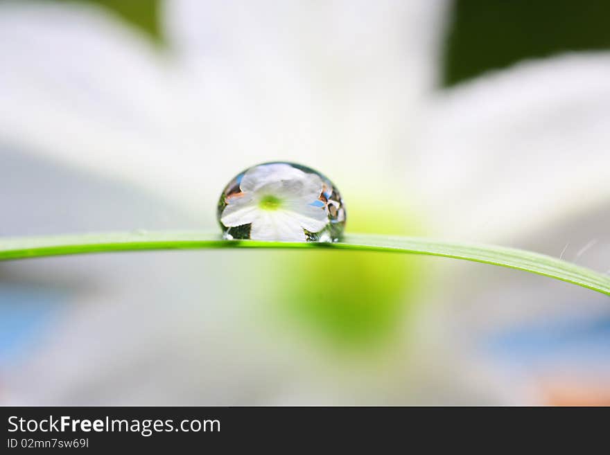 The water drop on the leaf in the morning.