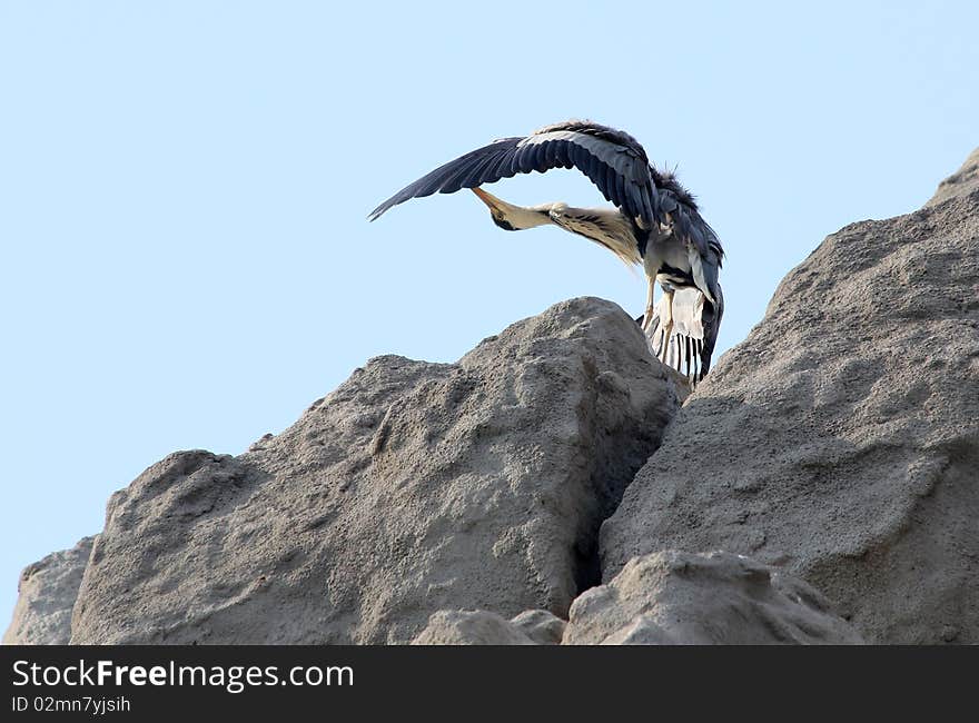 The heron washing the rock cliff. The heron washing the rock cliff.