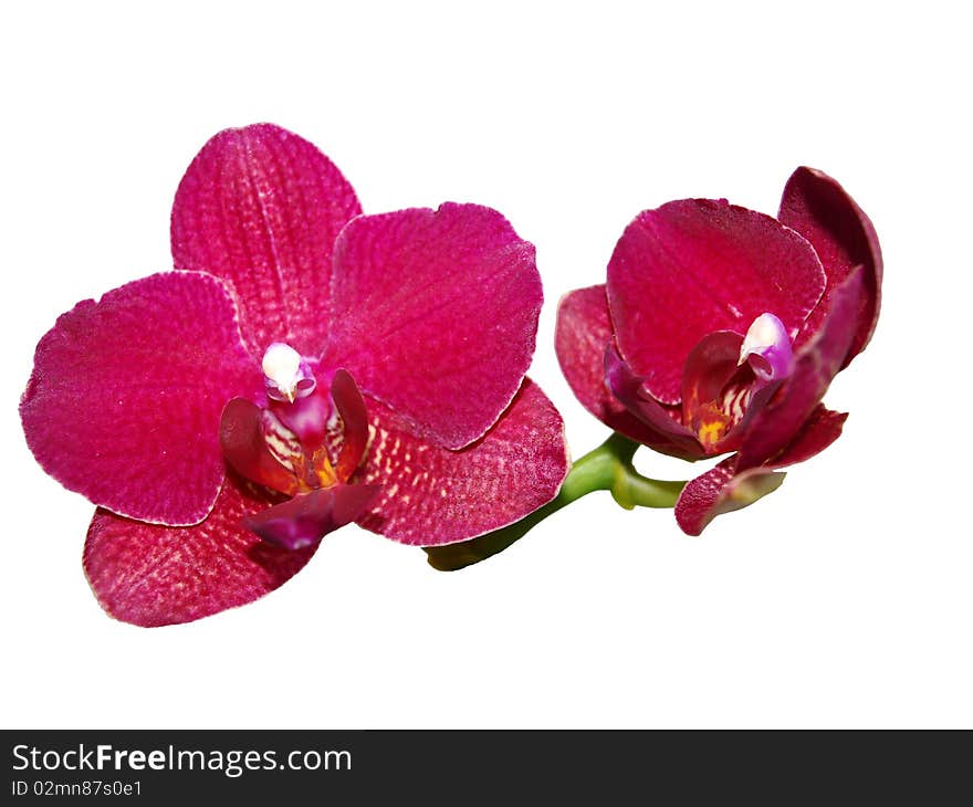 Orchid