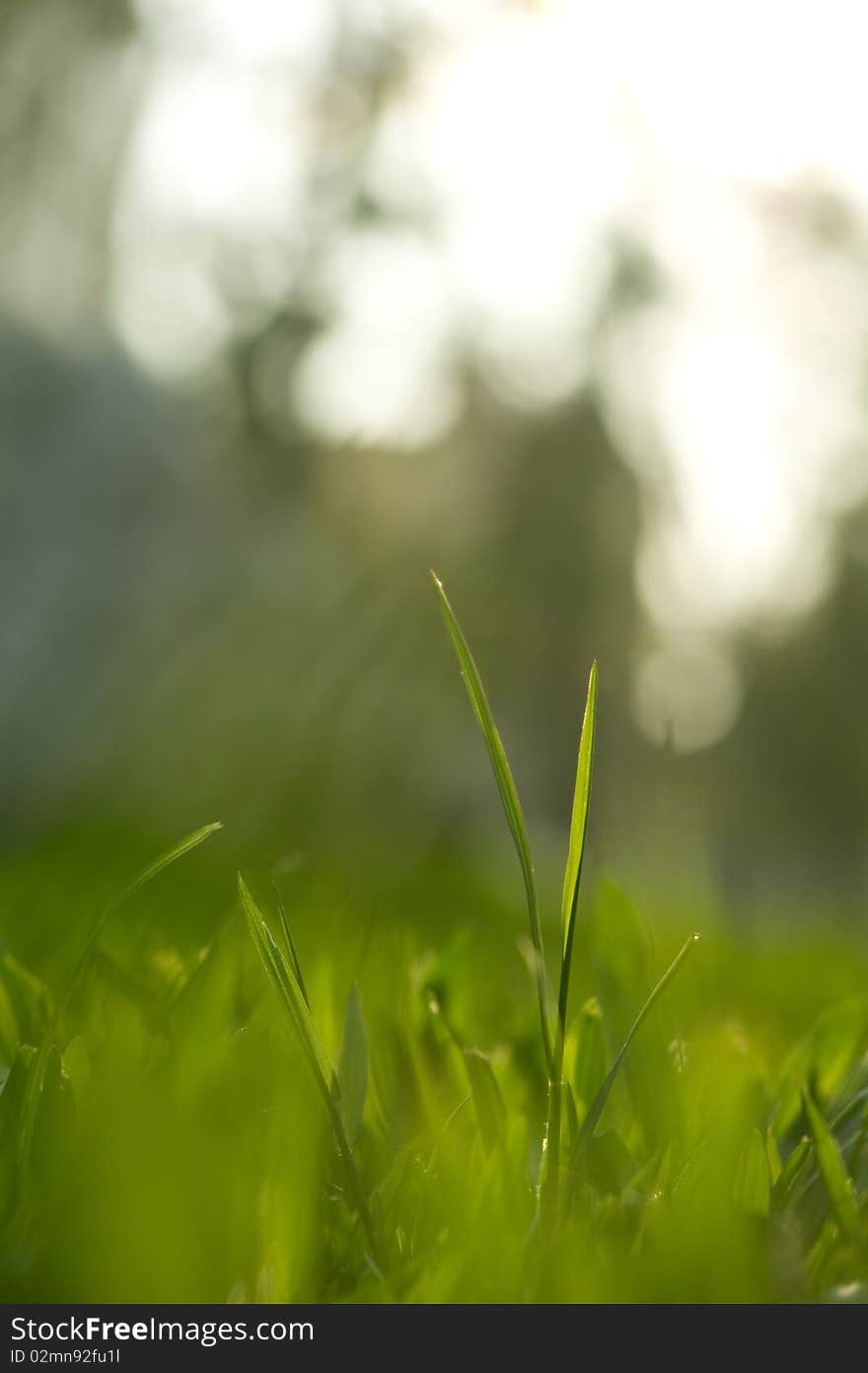 Some lush green blades of grass. Some lush green blades of grass