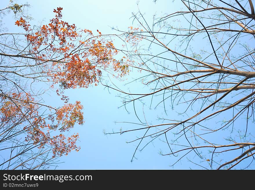 Dry twig in autumn guard. Dry twig in autumn guard