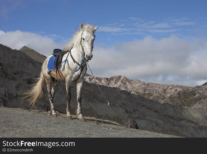 Horse In Mountain