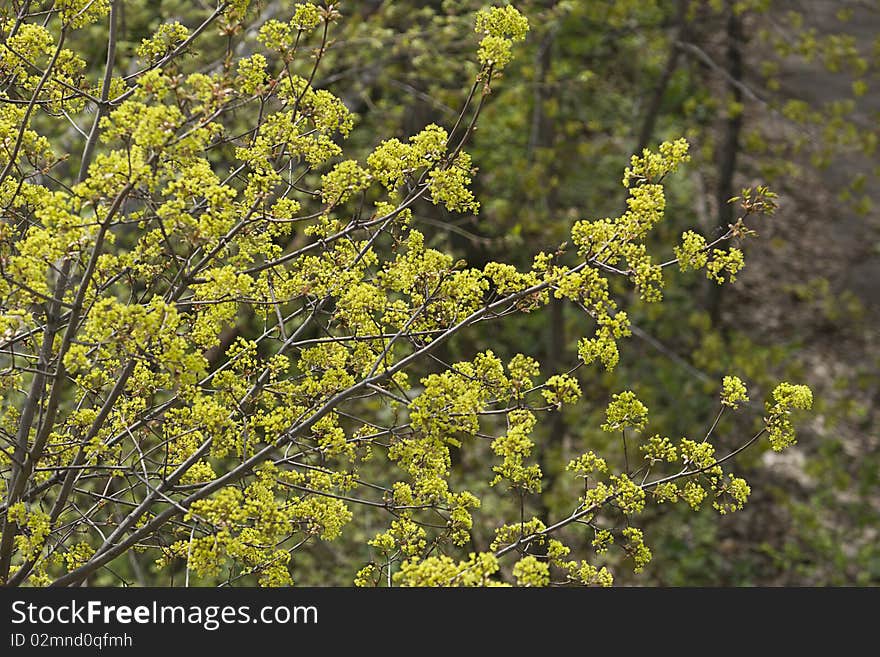 Branches of flowering trees in spring