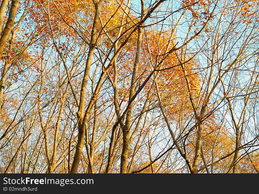 Dry twig in autumn guard. Dry twig in autumn guard