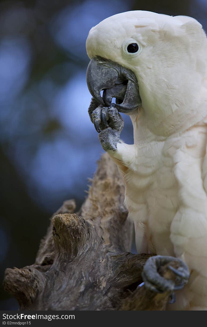 Big white parrot