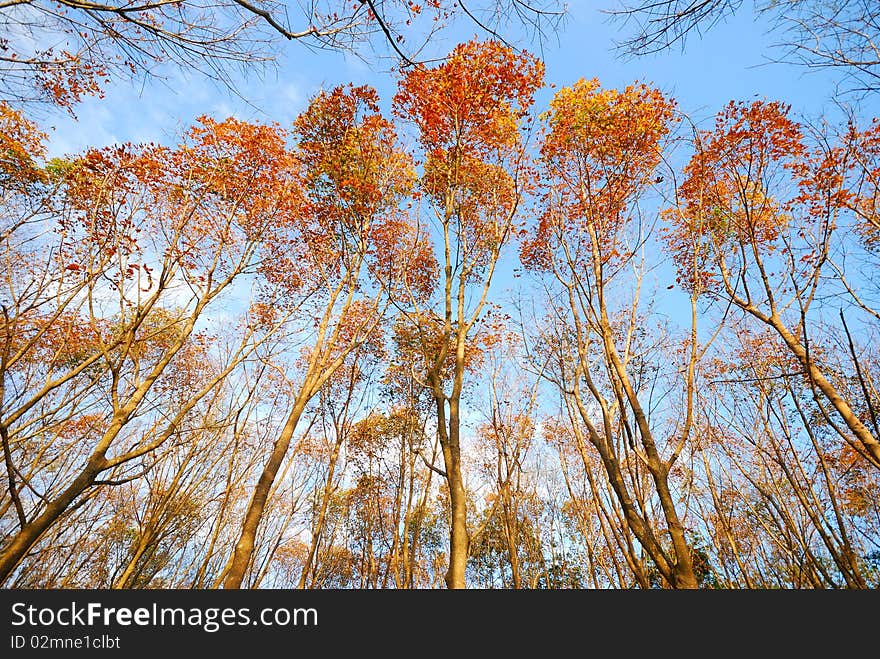 Dry twig in autumn guard. Dry twig in autumn guard