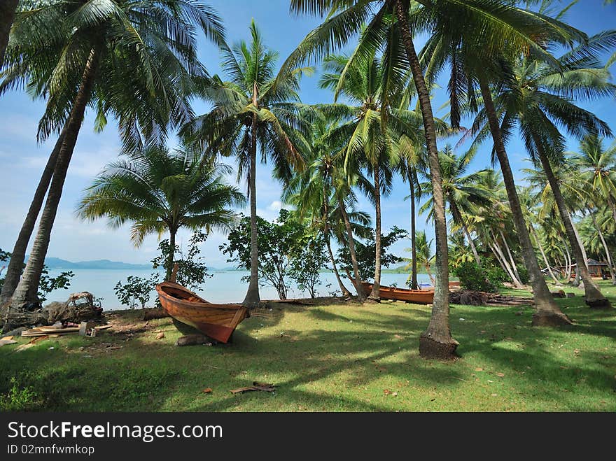 Many coconut groves planted for shade. Many coconut groves planted for shade