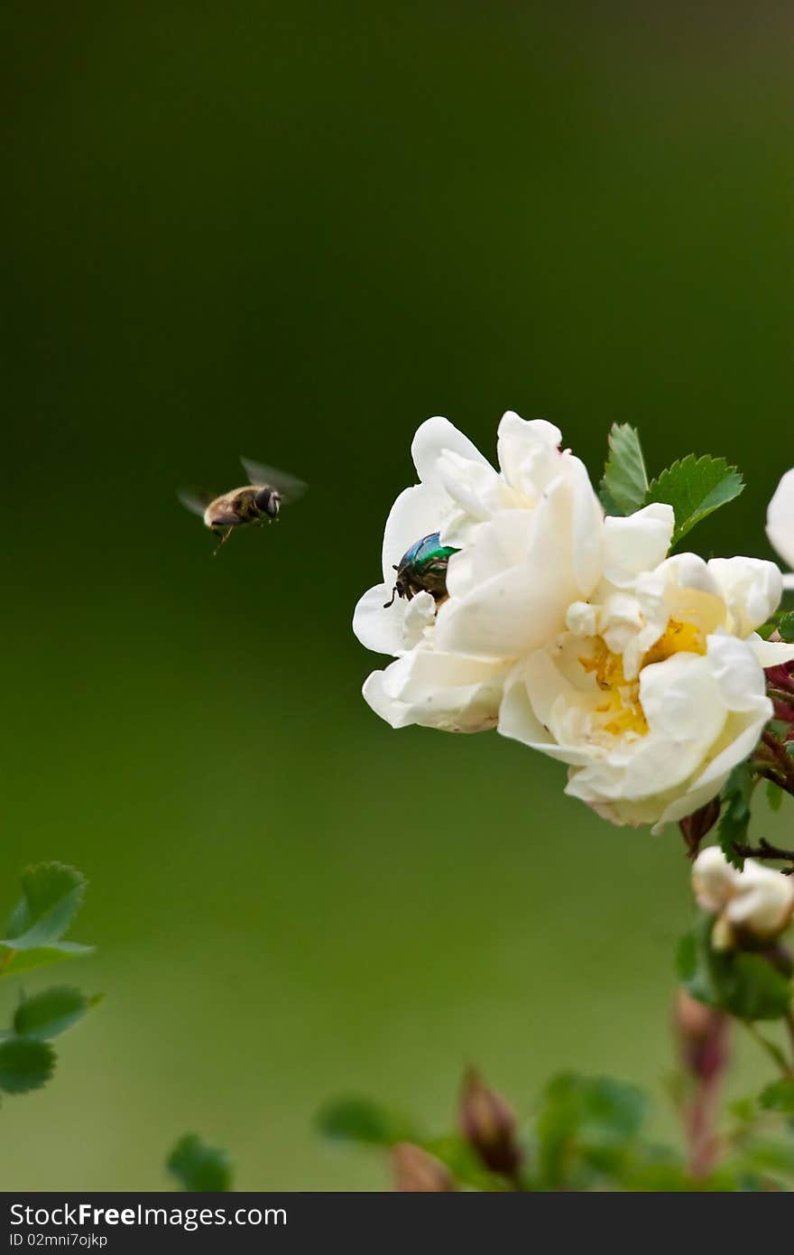 Insects and flowers.