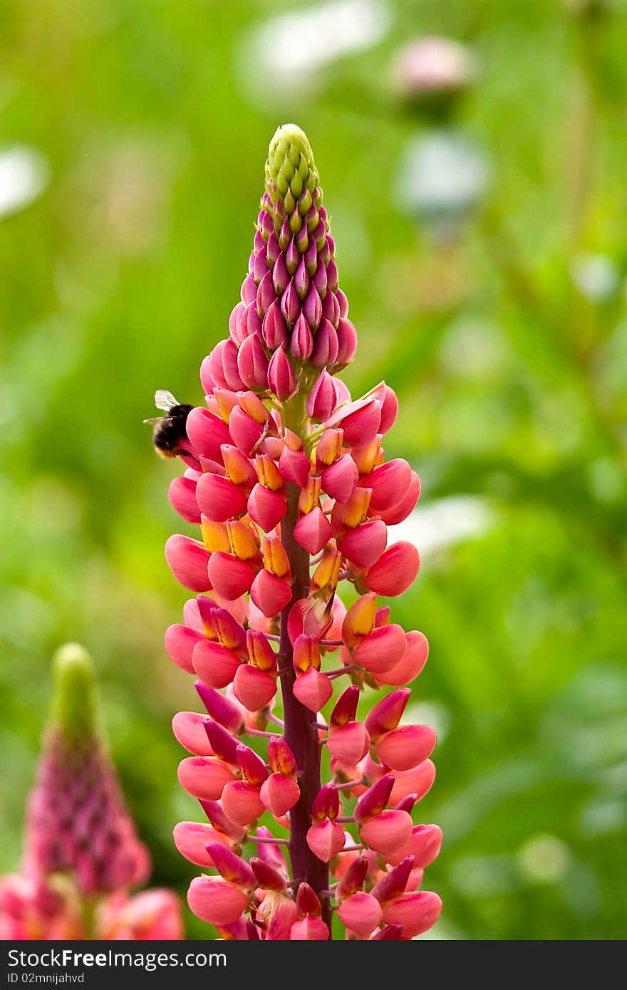 Bumblebee on a flower