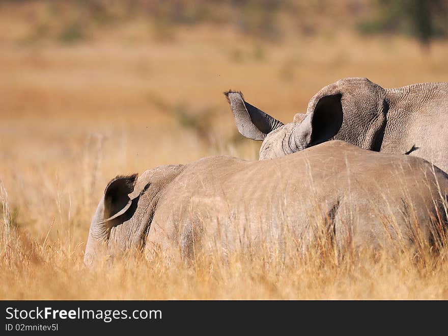 The Rhinos in the grass