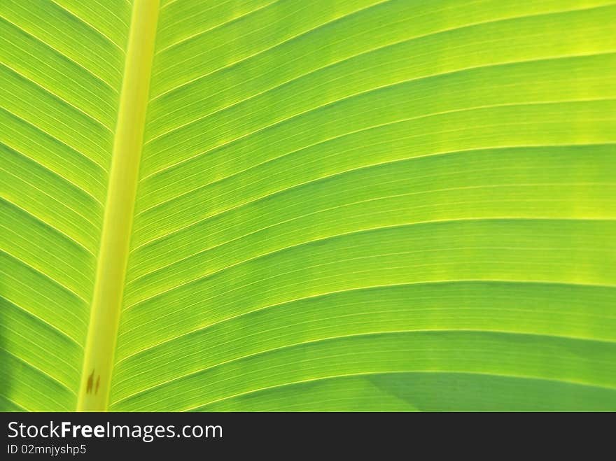 Banana leaves monocotyledon green light the day. Banana leaves monocotyledon green light the day