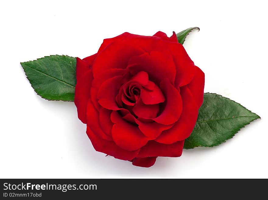 Red rose with leafs on a white background. Red rose with leafs on a white background