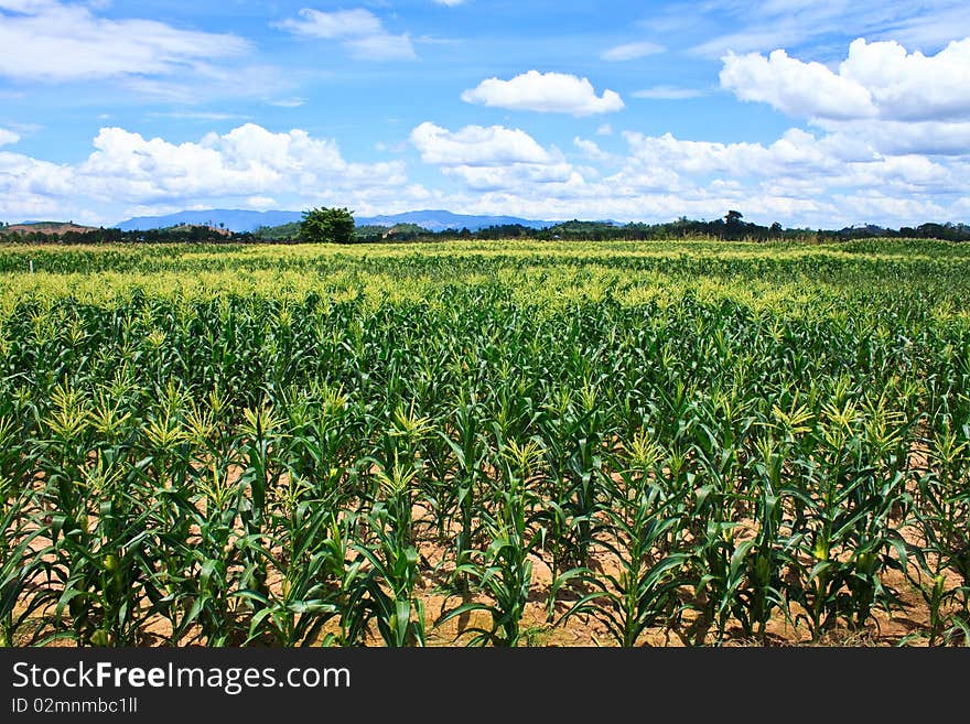 Green landscape