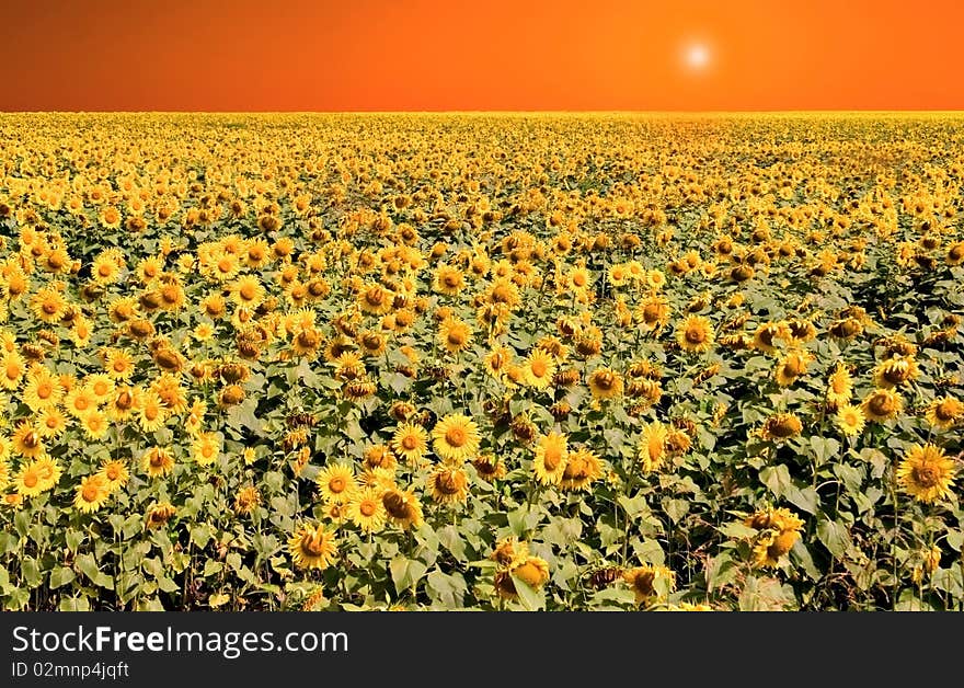 Sunflower orange sky