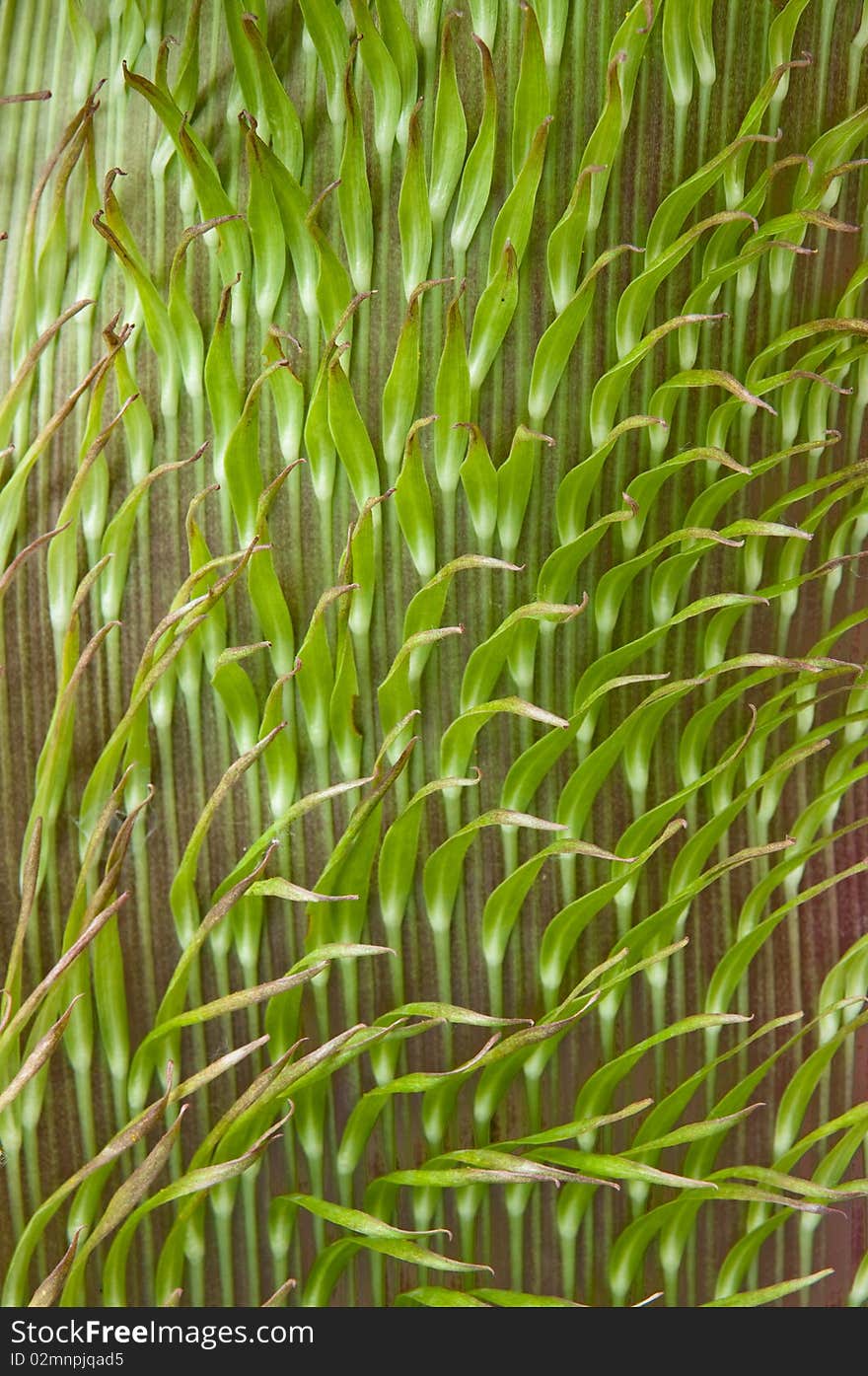 Width of a strong stalk of a lily-mutant more than 30 centimetres, and a thickness - more than 2 centimetres. Width of a strong stalk of a lily-mutant more than 30 centimetres, and a thickness - more than 2 centimetres.