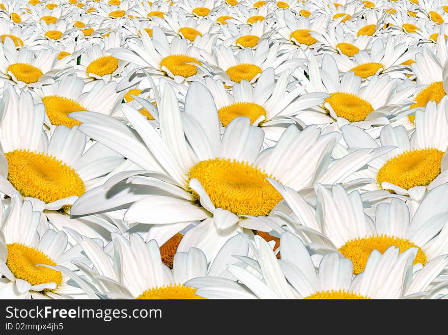 Field white camomile