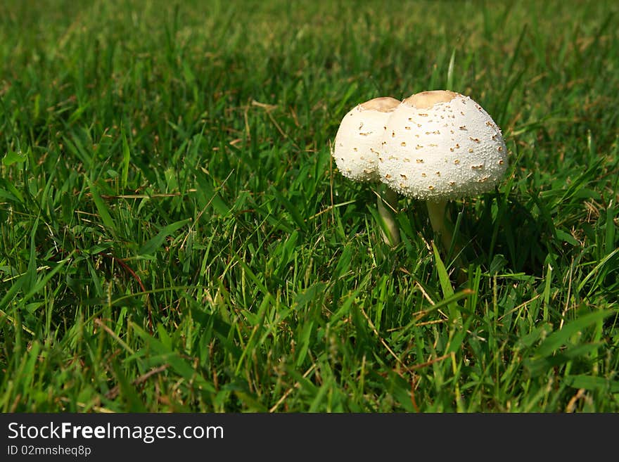 A Wild Mushroom